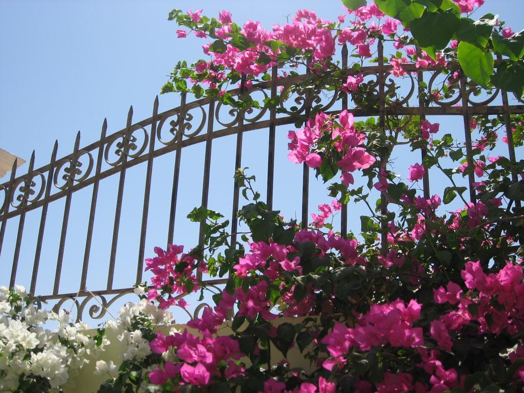 Villa Shahrazad Hurghada Eksteriør billede